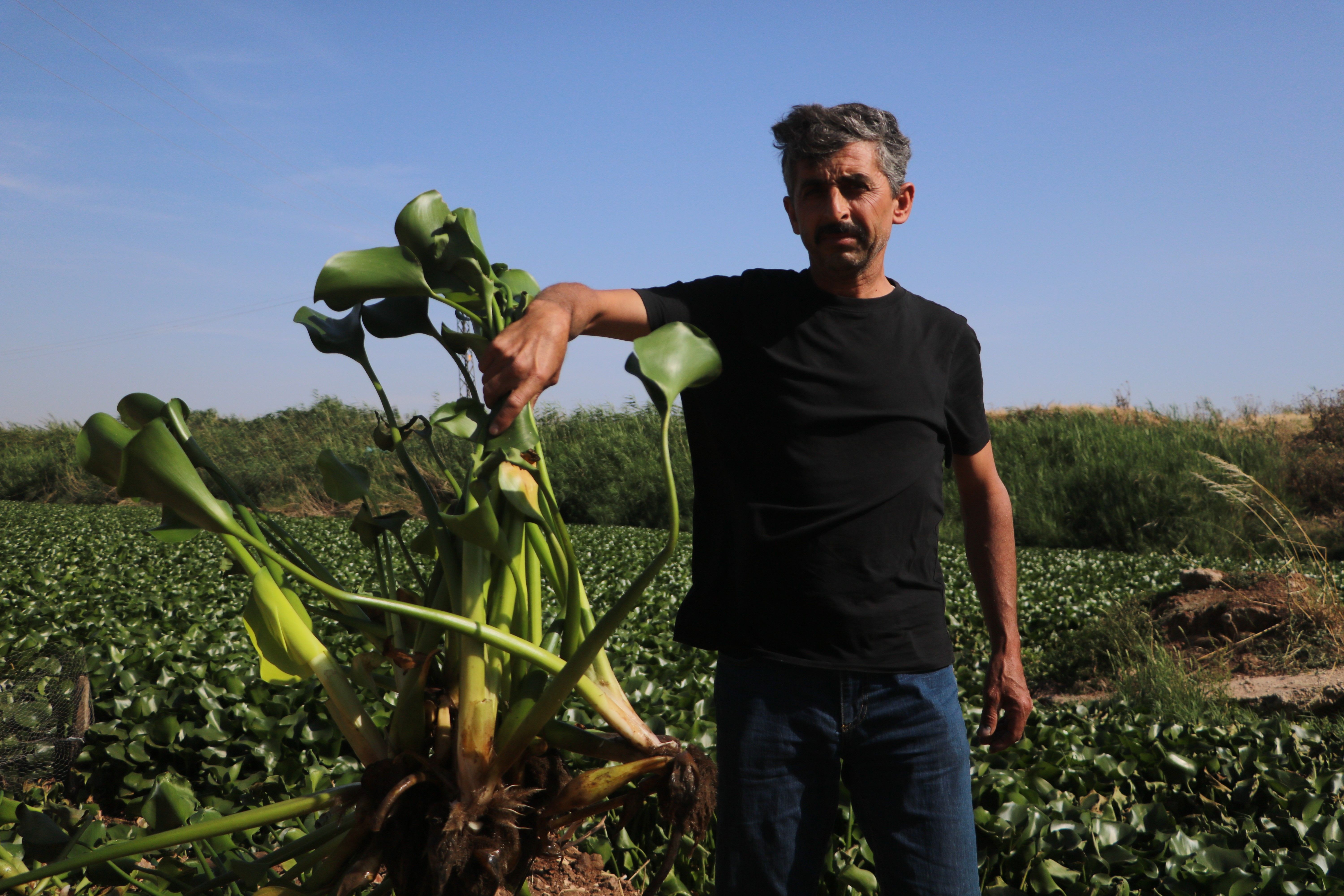 Su sümbülleri Asi Nehri'ni istila etti! Hataylı çiftçiler zarar görüyor - 2. Resim