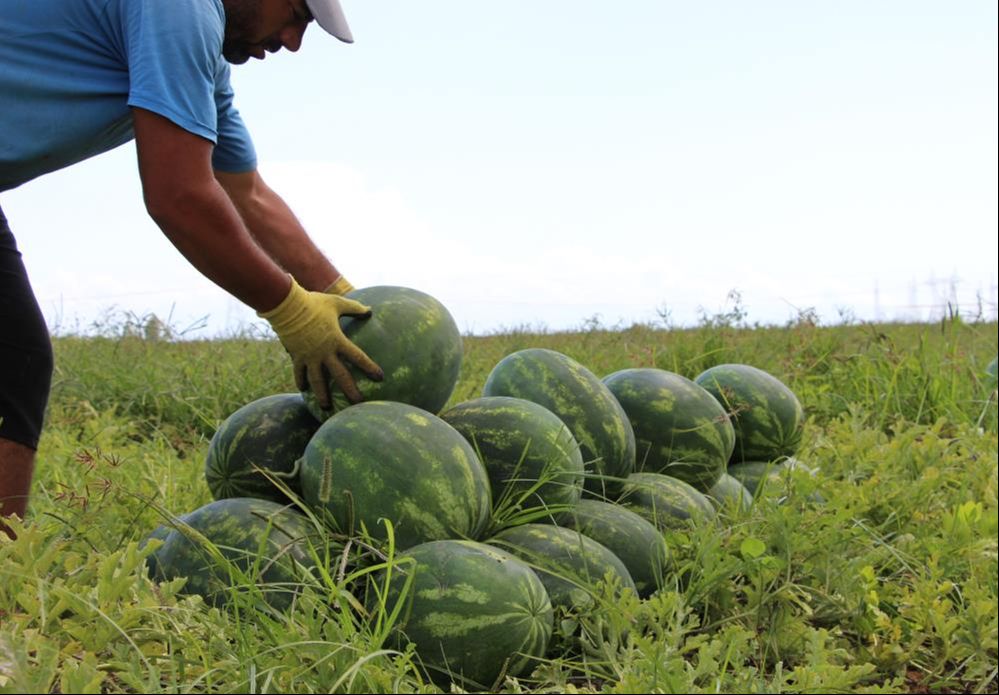 Erkenci karpuz Hatay'daki depremzede çiftçinin yüzünü güldürdü! Karpuz fiyatları üreticiyi memnun etti - 5. Resim