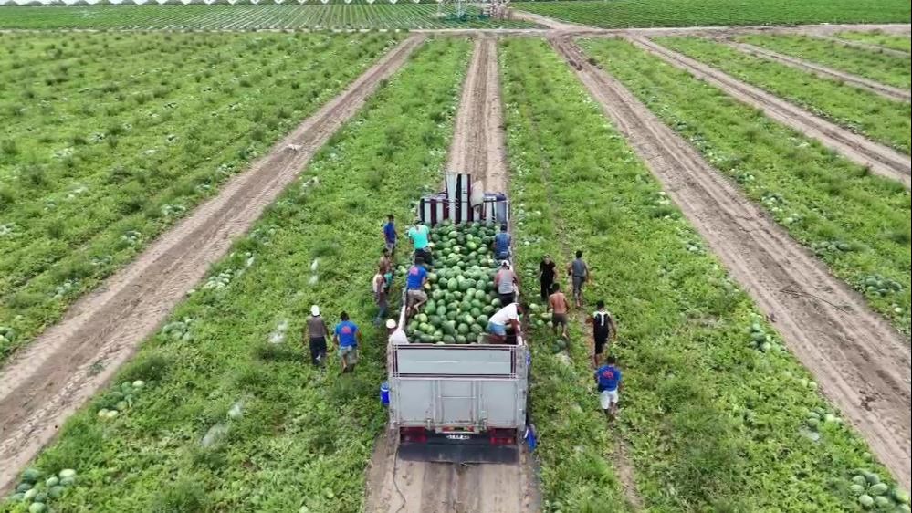 Erkenci karpuz Hatay'daki depremzede çiftçinin yüzünü güldürdü! Karpuz fiyatları üreticiyi memnun etti - 2. Resim