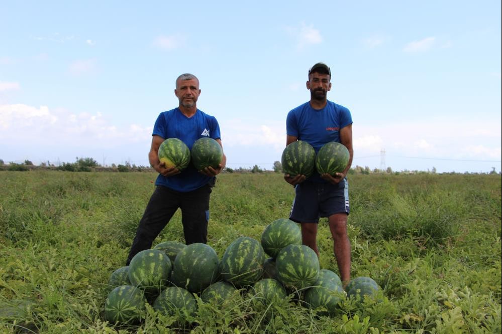 Erkenci karpuz Hatay'daki depremzede çiftçinin yüzünü güldürdü! Karpuz fiyatları üreticiyi memnun etti - 4. Resim