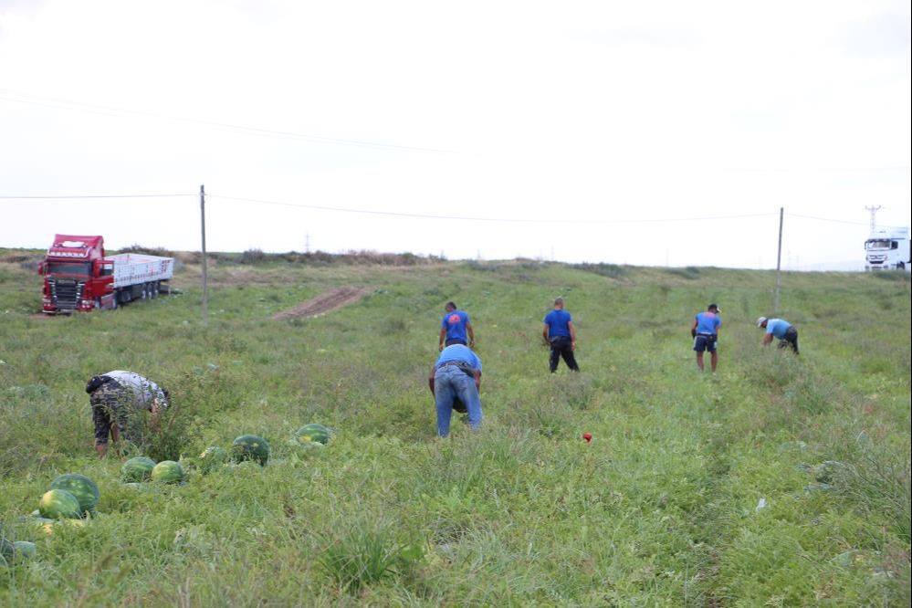 Erkenci karpuz Hatay'daki depremzede çiftçinin yüzünü güldürdü! Karpuz fiyatları üreticiyi memnun etti - 1. Resim
