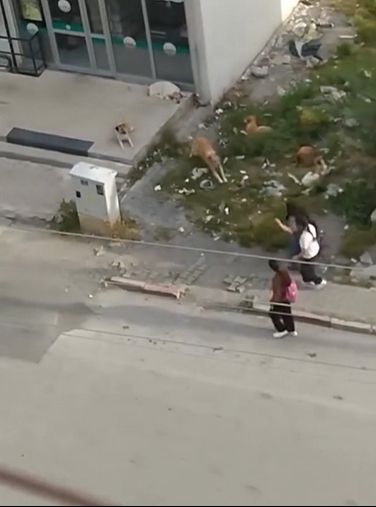 Hatay'da başıboş köpekler öğrencilere saldırdı! Küçük kızlar korkudan yola atladı Hatay'da başıboş köpekler öğrencilere saldırdı! Küçük kızlar korkudan yola atladı - 2. Resim