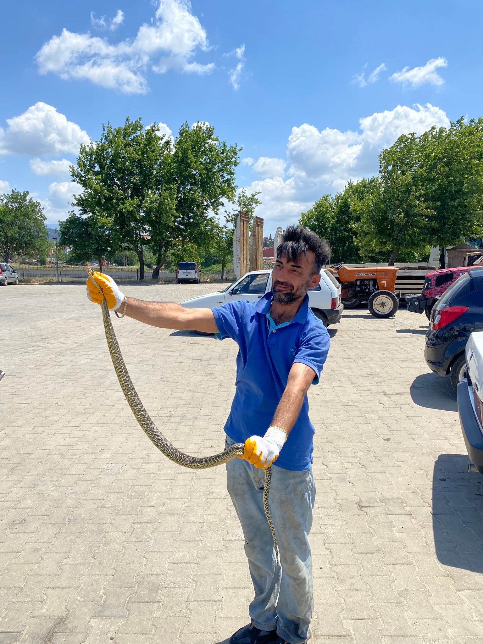 Kentler diken üstünde! Metrelerce uzunlukta yılanlar panik yaşattı - 3. Resim