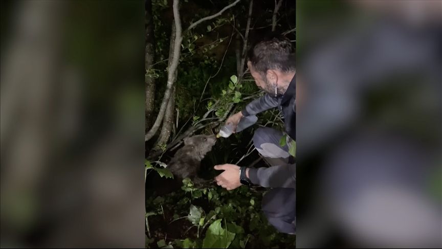 Rize'de yayladan dönen kişi ayı yavrusuna süt verdi! - 1. Resim