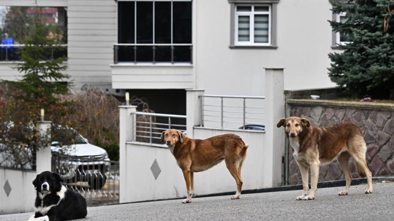 Sokak köpekleri için kanun teklifi! Öncelik hayvanların sahiplendirilmesi