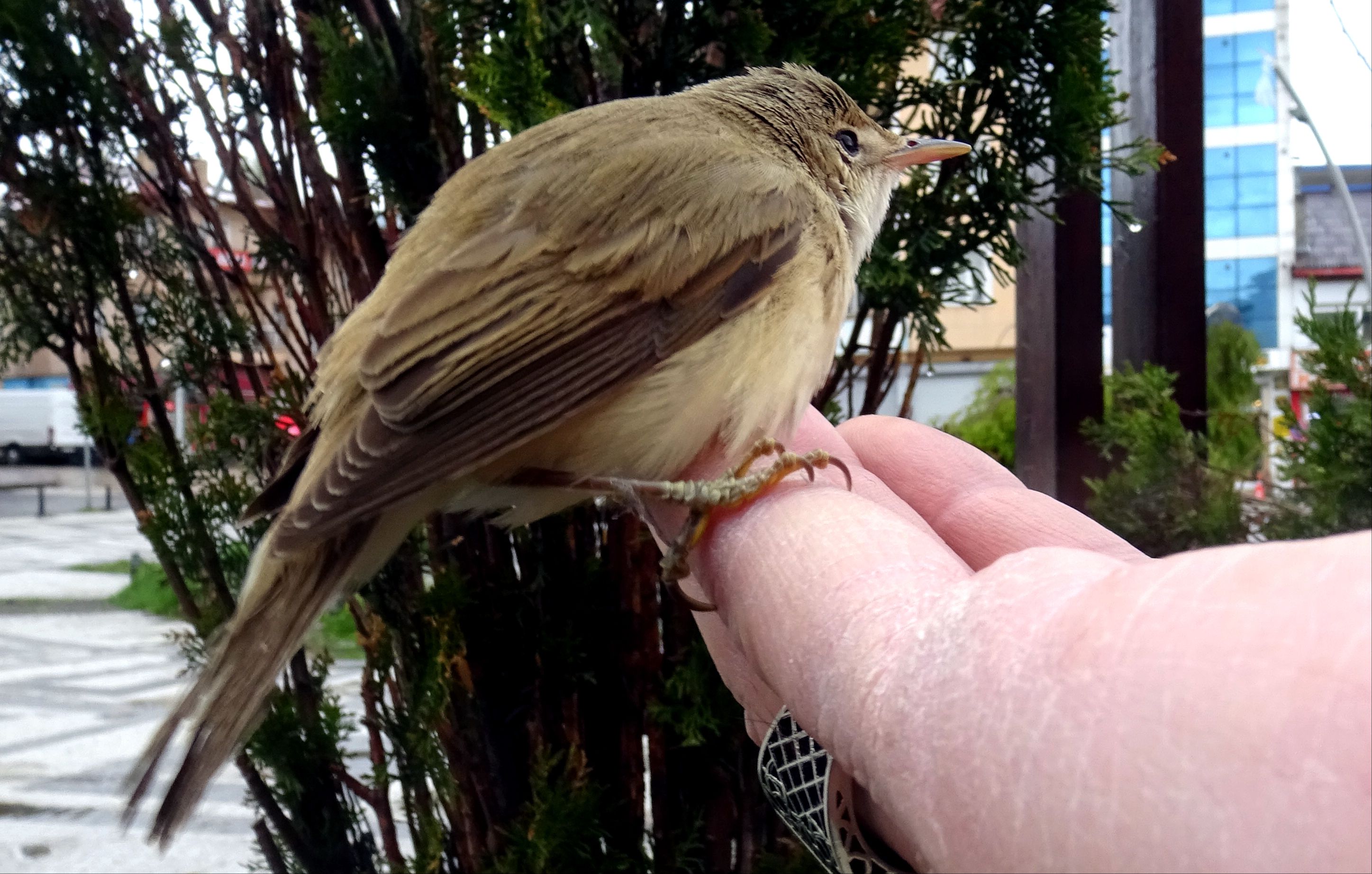 Yolda bitkin halde buldukları kamışçın kuşuna sahip çıktılar! Yolda bitkin halde buldukları kamışçın kuşuna sahip çıktılar! - 1. Resim