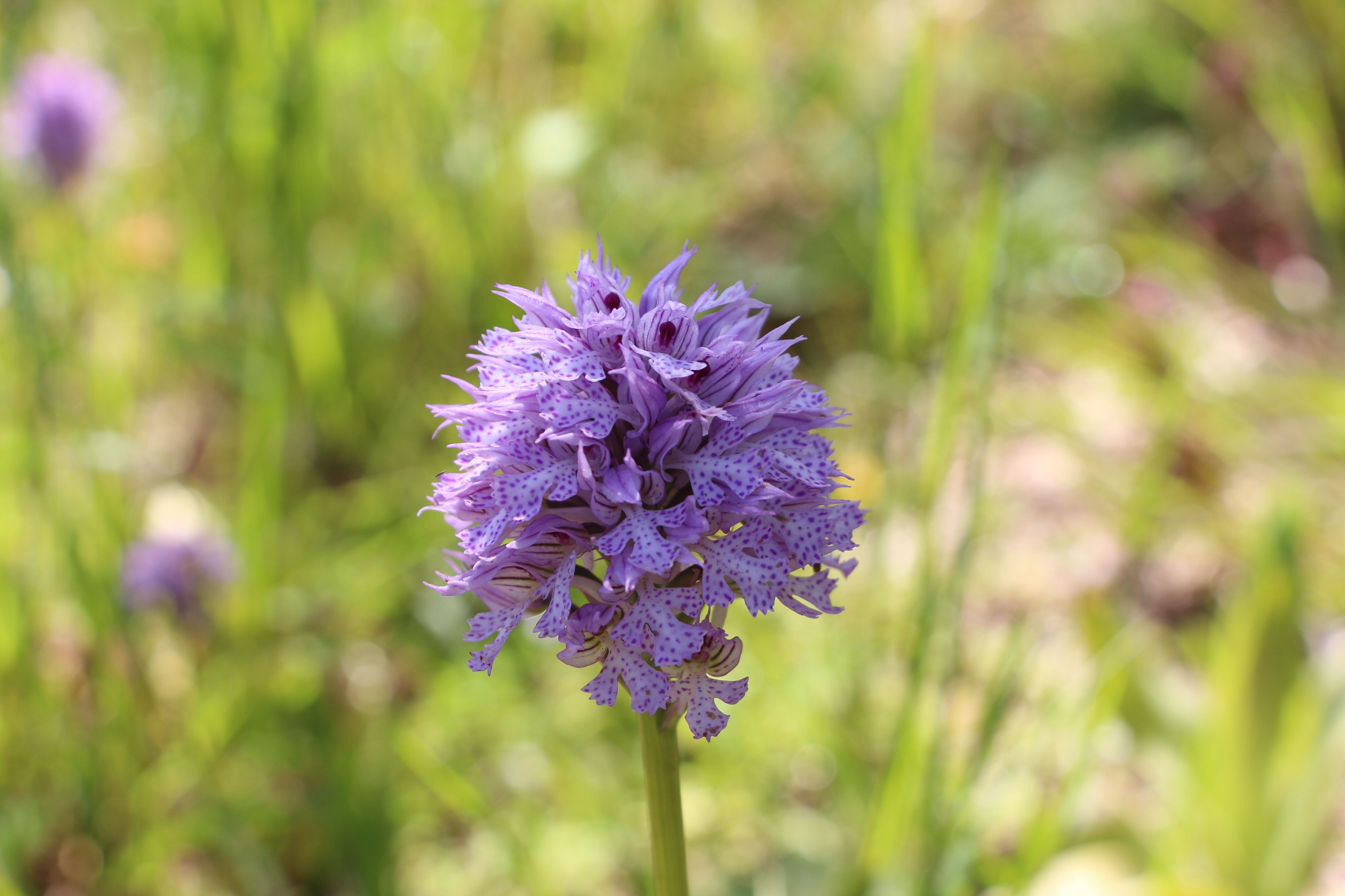 Altını dövizi bırakın, herkes onu alıyor! Kilosu 1500 TL'den satılıyor Altını dövizi bırakın, herkes onu alıyor! Kilosu 1500 TL'den satılıyor - 3. Resim