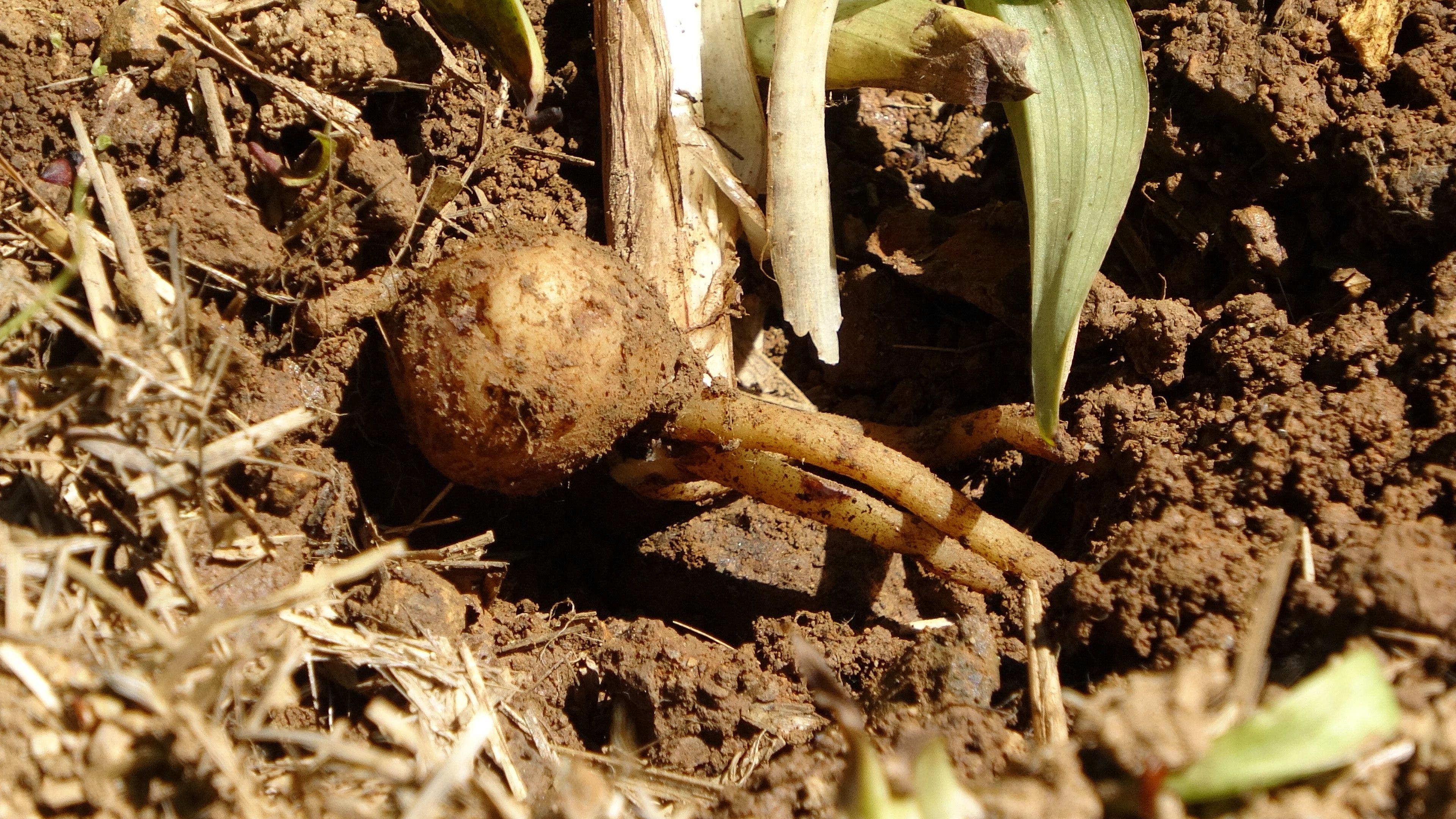 Altını dövizi bırakın, herkes onu alıyor! Kilosu 1500 TL'den satılıyor Altını dövizi bırakın, herkes onu alıyor! Kilosu 1500 TL'den satılıyor - 1. Resim