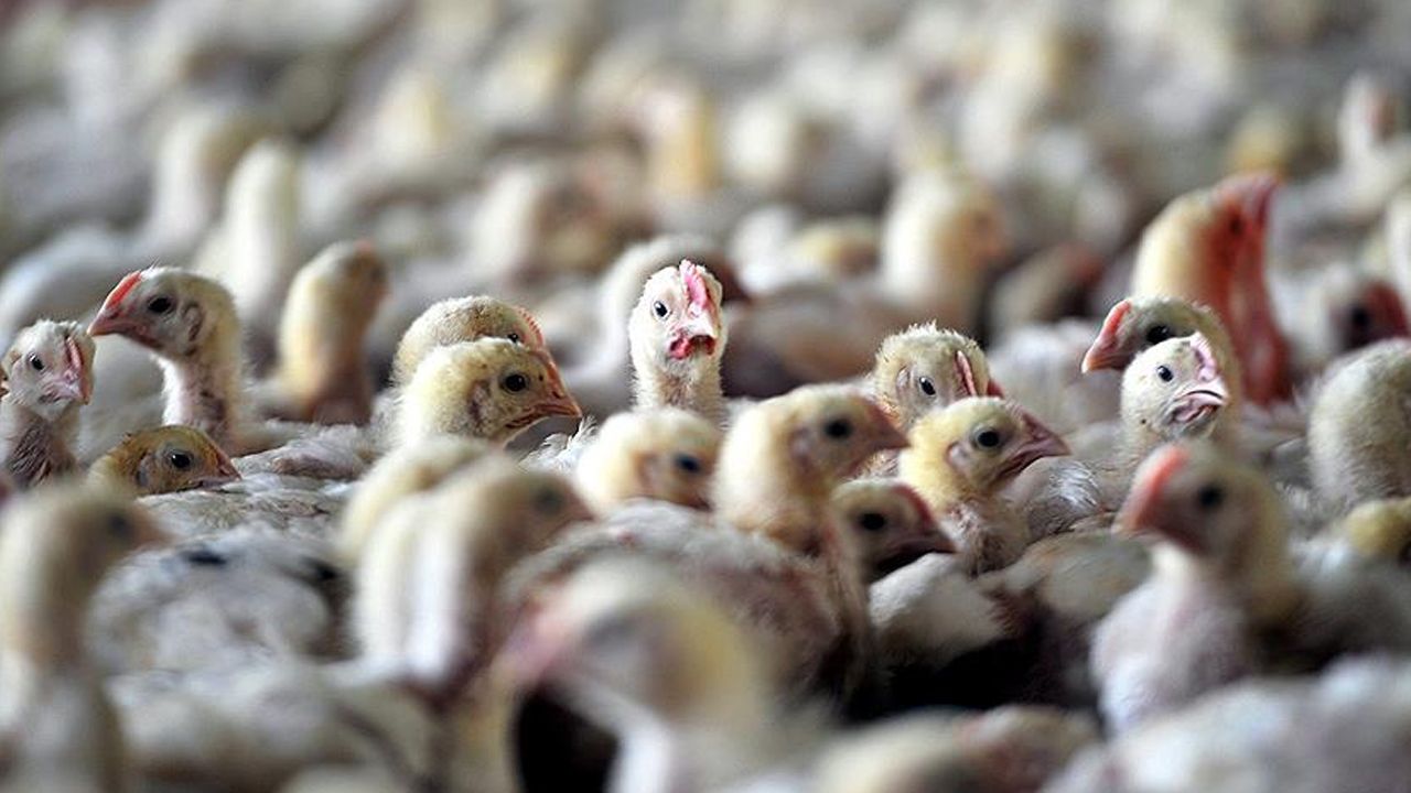 Avustralya&#039;da kuş gibi alarmı: 500 binden fazla tavuk itlaf edilecek