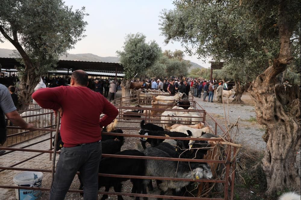 Aydın'daki kurbanlıkların fiyatları belli oldu! Küçükbaş ve büyükbaşlar ne kadar? Aydın'daki kurbanlıkların fiyatları belli oldu! Küçükbaş ve büyükbaşlar ne kadar? - 1. Resim