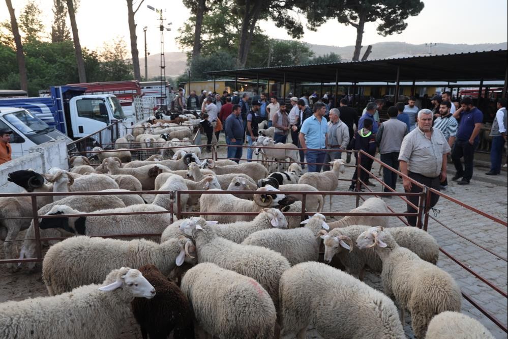 Aydın'daki kurbanlıkların fiyatları belli oldu! Küçükbaş ve büyükbaşlar ne kadar? Aydın'daki kurbanlıkların fiyatları belli oldu! Küçükbaş ve büyükbaşlar ne kadar? - 2. Resim