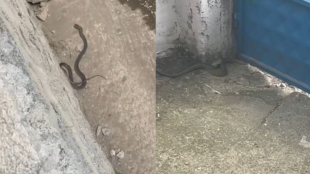 Görür görmez telefona sarıldı! Ağacın üzerinde ilerledi, tam 2,5 metre - 1. Resim