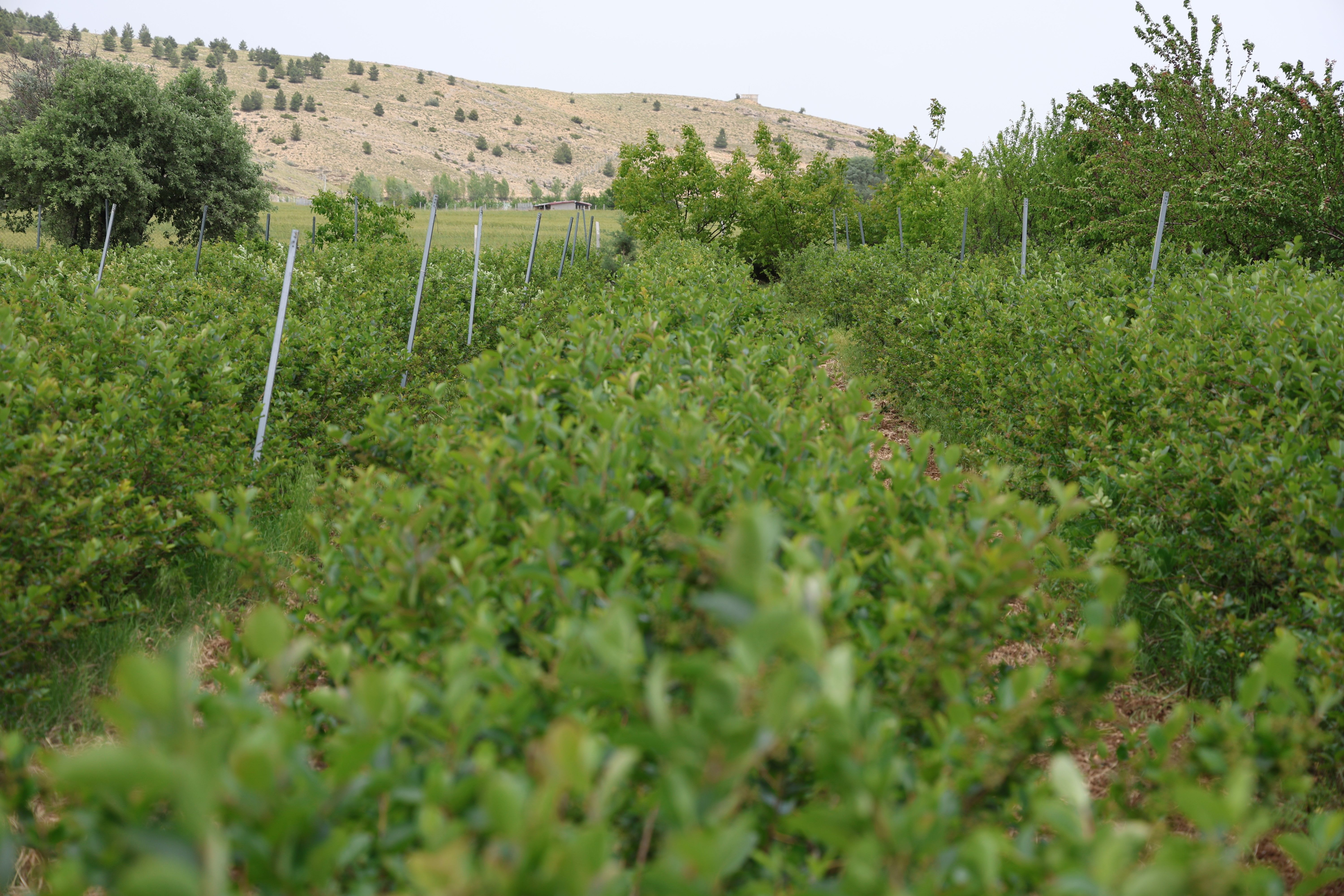 Kanser olan eşinin tedavi yöntemi hayatını değiştirdi! İş sahibi oldu, kilosunu 750 TL'den satıyor - 2. Resim