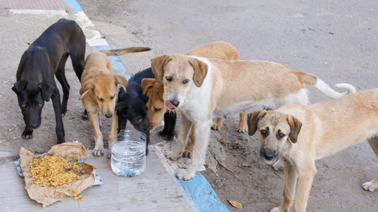 1 dişi köpekten 6 yılda 67 bin yavru ürüyor! Yakalaması ve bakması ekonomiyi vuruyor