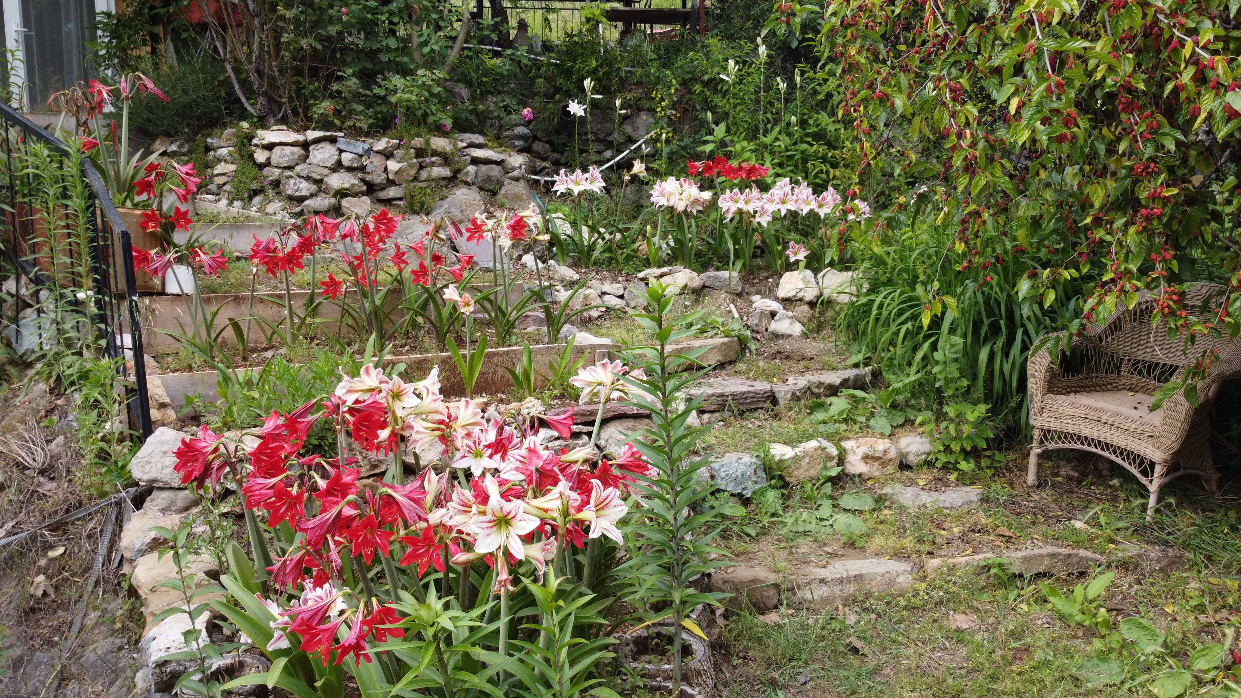 'Akzambak soğanıyla' hayatı değişti! İlk denemede başarılı oldu - 1. Resim