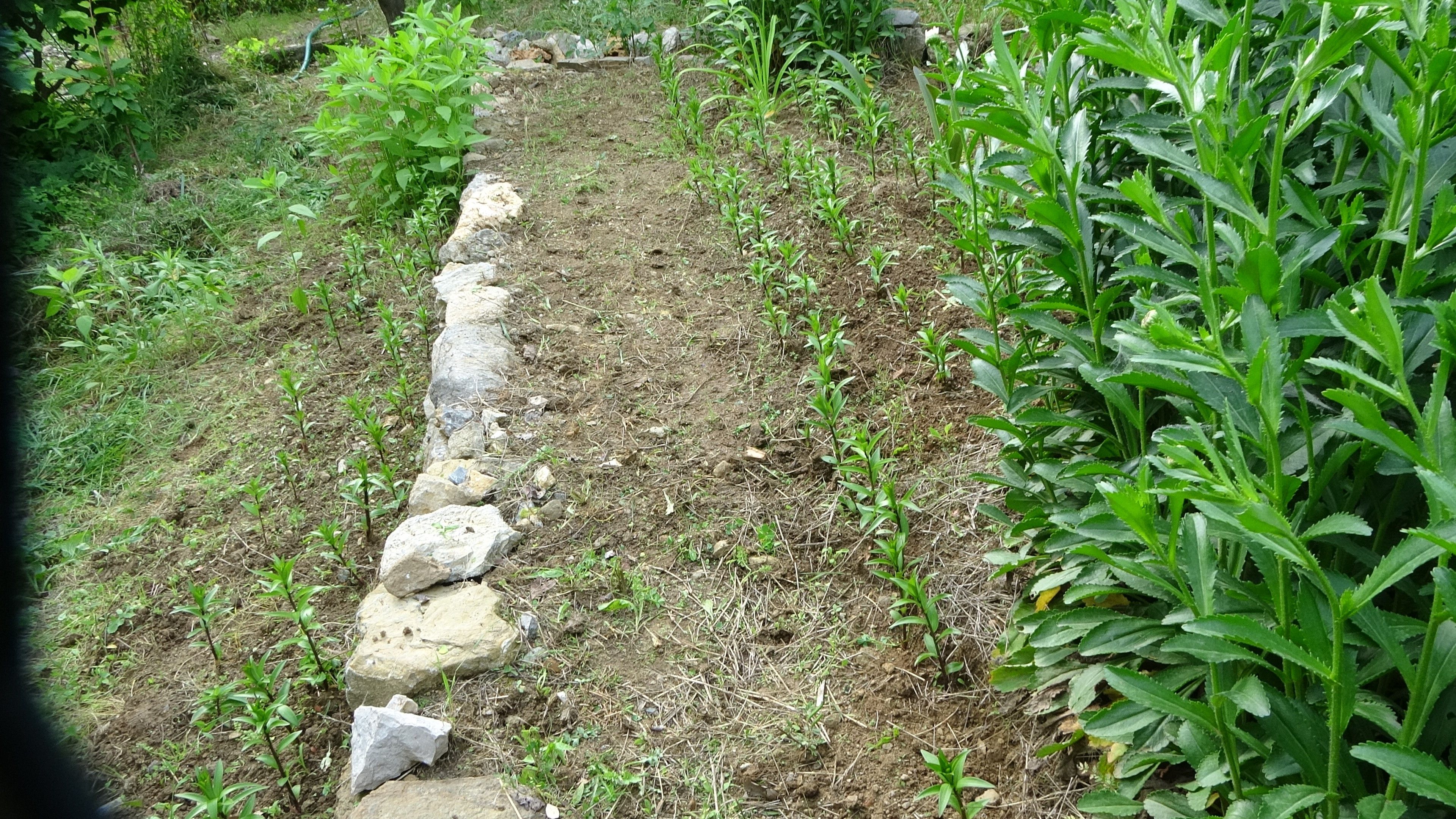 'Akzambak soğanıyla' hayatı değişti! İlk denemede başarılı oldu - 3. Resim