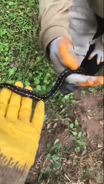 G&uuml;zel olduğu kadar &ccedil;ok da zehirli! Hopa engereği rengi ve t&uuml;yleriyle g&ouml;z doldurdu - 1. Resim