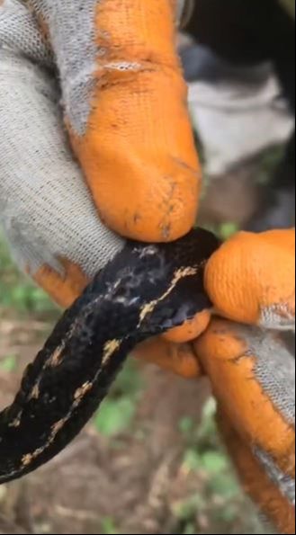 G&uuml;zel olduğu kadar &ccedil;ok da zehirli! Hopa engereği rengi ve t&uuml;yleriyle g&ouml;z doldurdu - 2. Resim