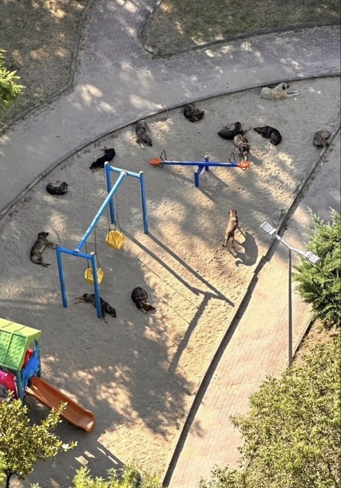 Köpek terörü sağlığı tehdit ediyor... Tehlike sadece saldırmaları değil - 1. Resim