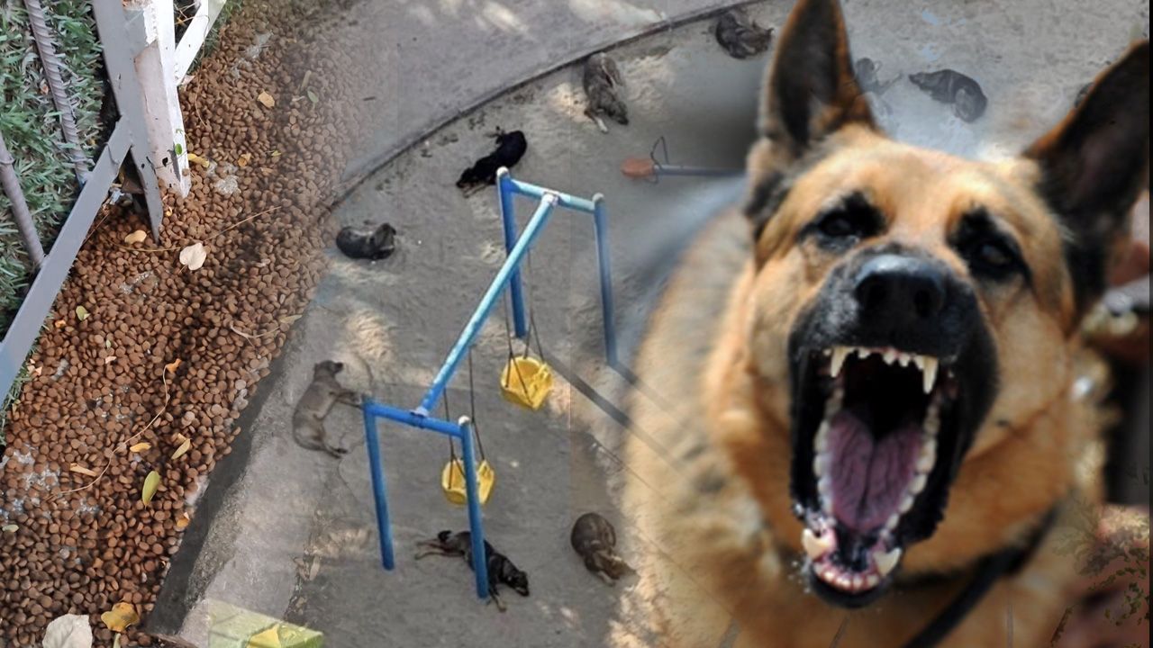 Köpek terörü sağlığı tehdit ediyor... Tehlike sadece saldırmaları değil