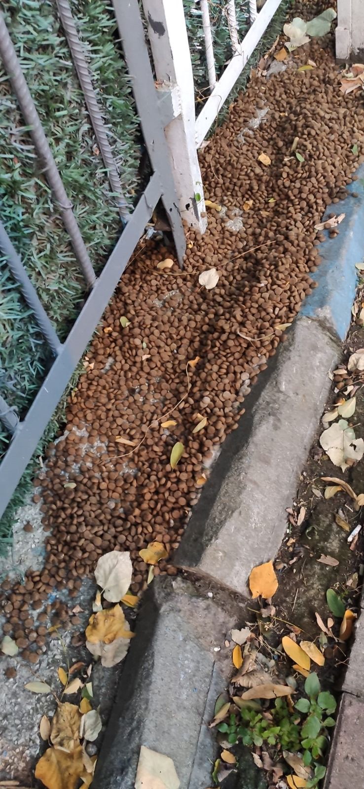 Köpek terörü sağlığı tehdit ediyor... Tehlike sadece saldırmaları değil - 2. Resim