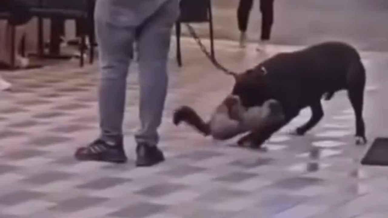 Yasaklı ırk köpek kediyi nefessiz bıraktı! Sahibi gözaltına alındı