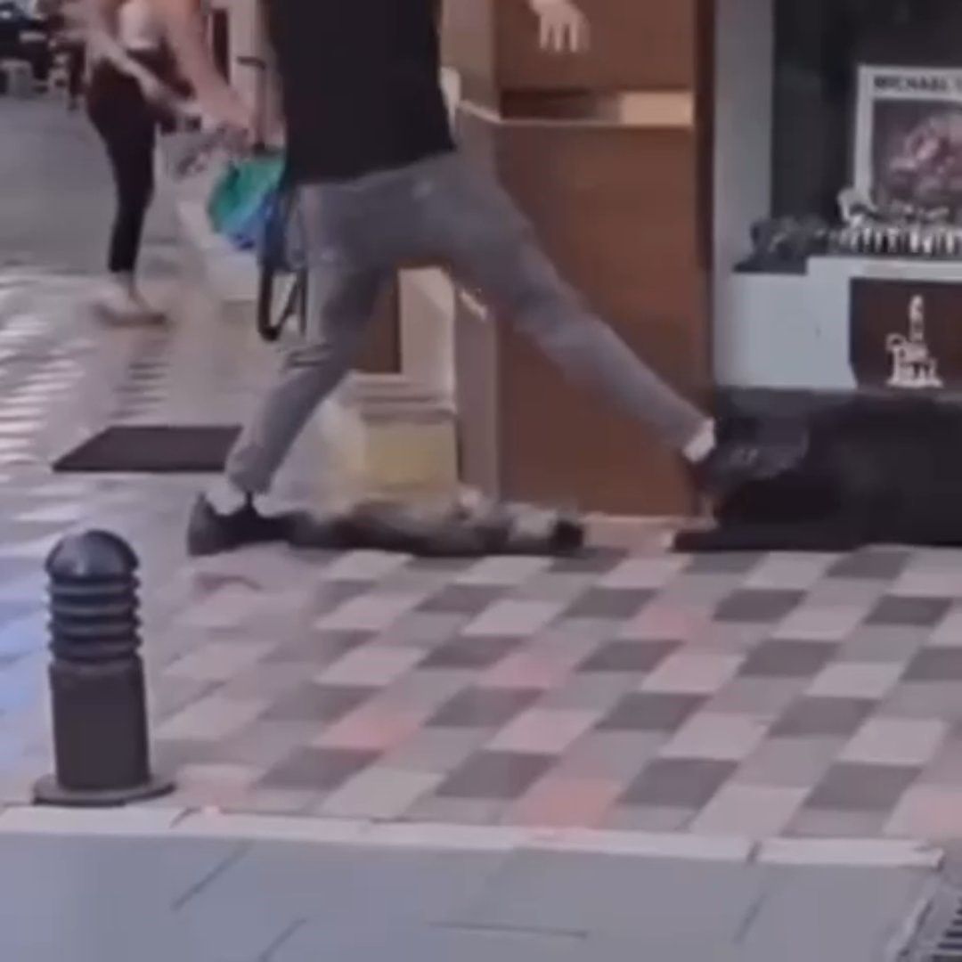Yasaklı ırk köpek kediyi nefessiz bıraktı! Sahibi gözaltına alındı Yasaklı ırk köpek kediyi nefessiz bıraktı! Sahibi gözaltına alındı - 1. Resim