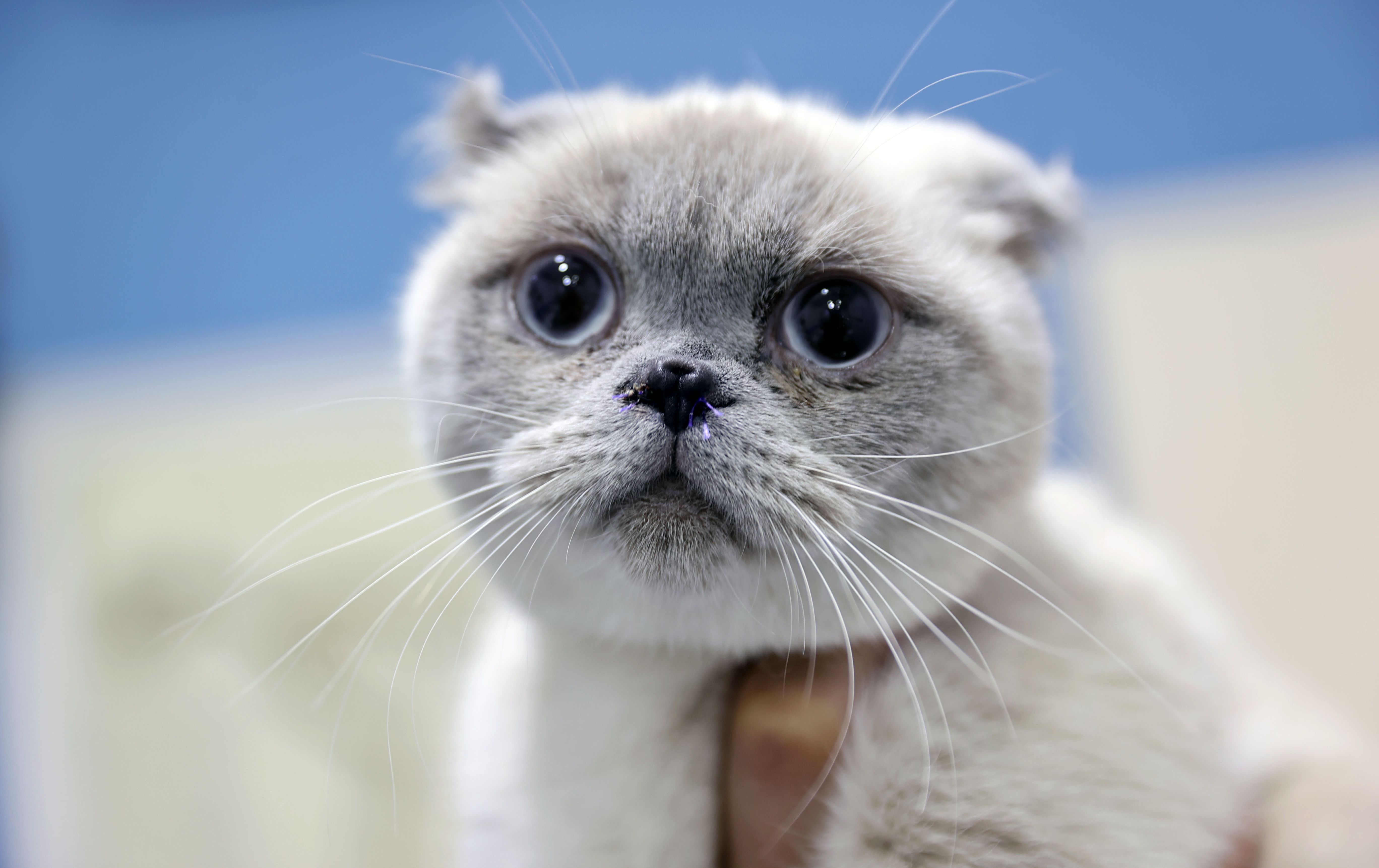 Kedi Yulaf'a burun estetiği! Artık daha rahat nefes alıyor Kedi Yulaf'a burun estetiği! Artık daha rahat nefes alıyor - 1. Resim