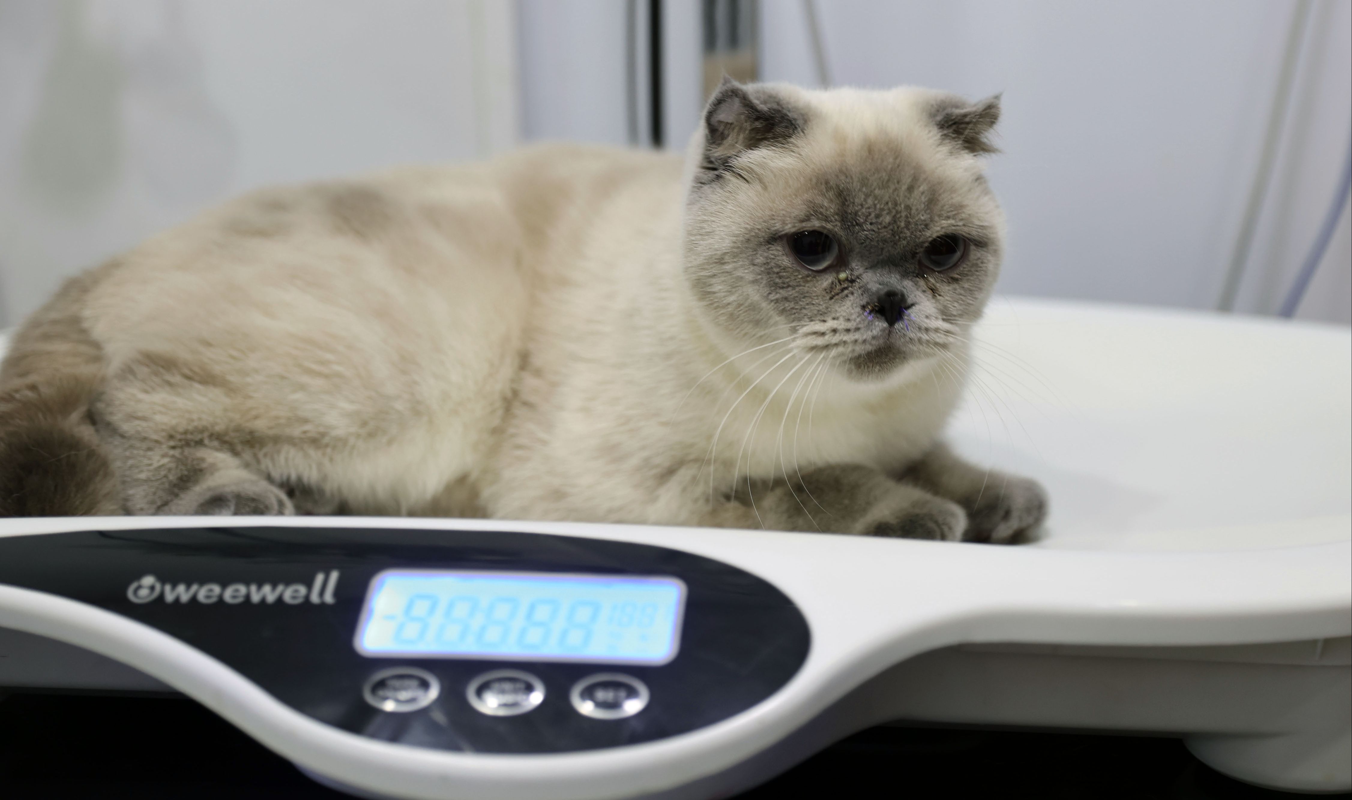 Kedi Yulaf'a burun estetiği! Artık daha rahat nefes alıyor Kedi Yulaf'a burun estetiği! Artık daha rahat nefes alıyor - 2. Resim