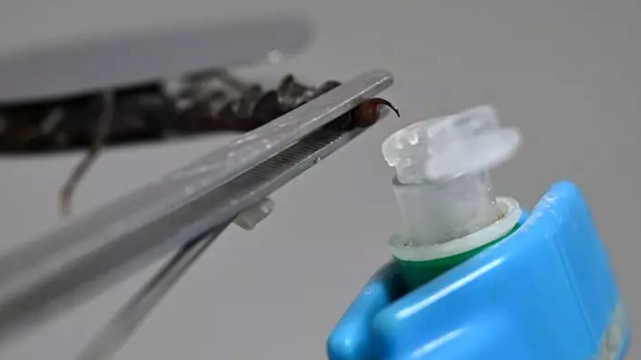 15 bin akrepten aylık 25-30 gram zehir üretiyorlar 15 bin akrepten aylık 25-30 gram zehir üretiyorlar - 3. Resim
