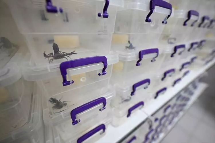 15 bin akrepten aylık 25-30 gram zehir üretiyorlar 15 bin akrepten aylık 25-30 gram zehir üretiyorlar - 2. Resim