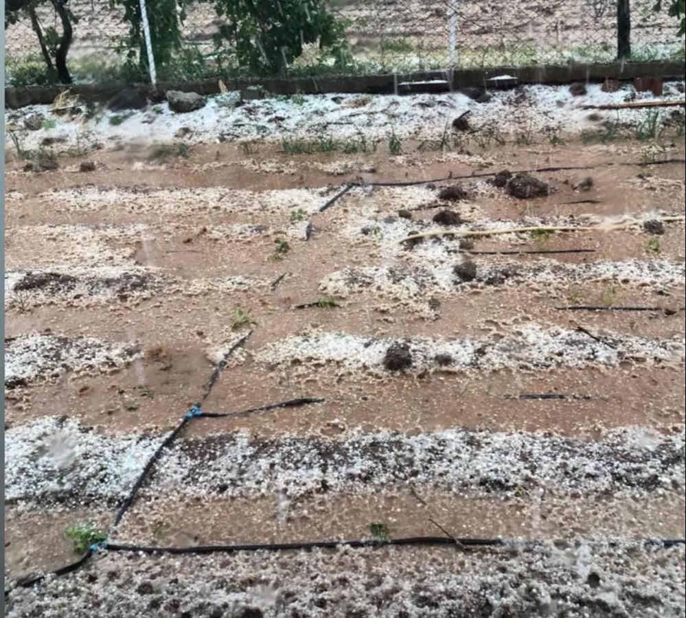 Dolu yağışı ekili arazileri beyaza b&uuml;r&uuml;d&uuml; - 4. Resim