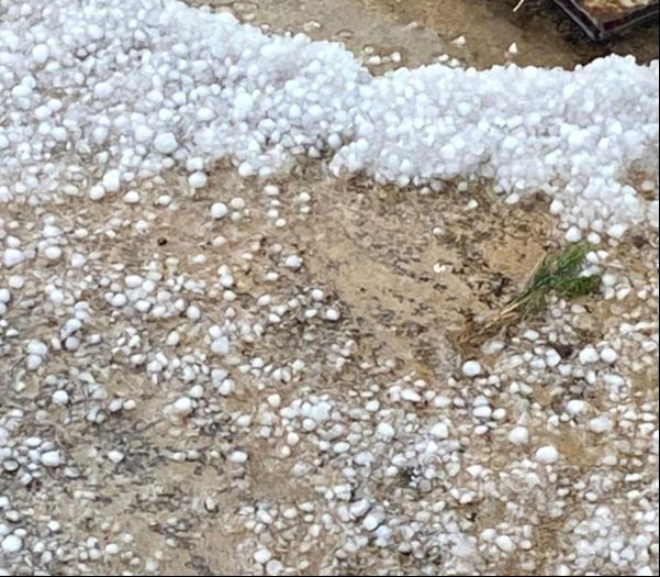 Dolu yağışı ekili arazileri beyaza b&uuml;r&uuml;d&uuml; - 1. Resim