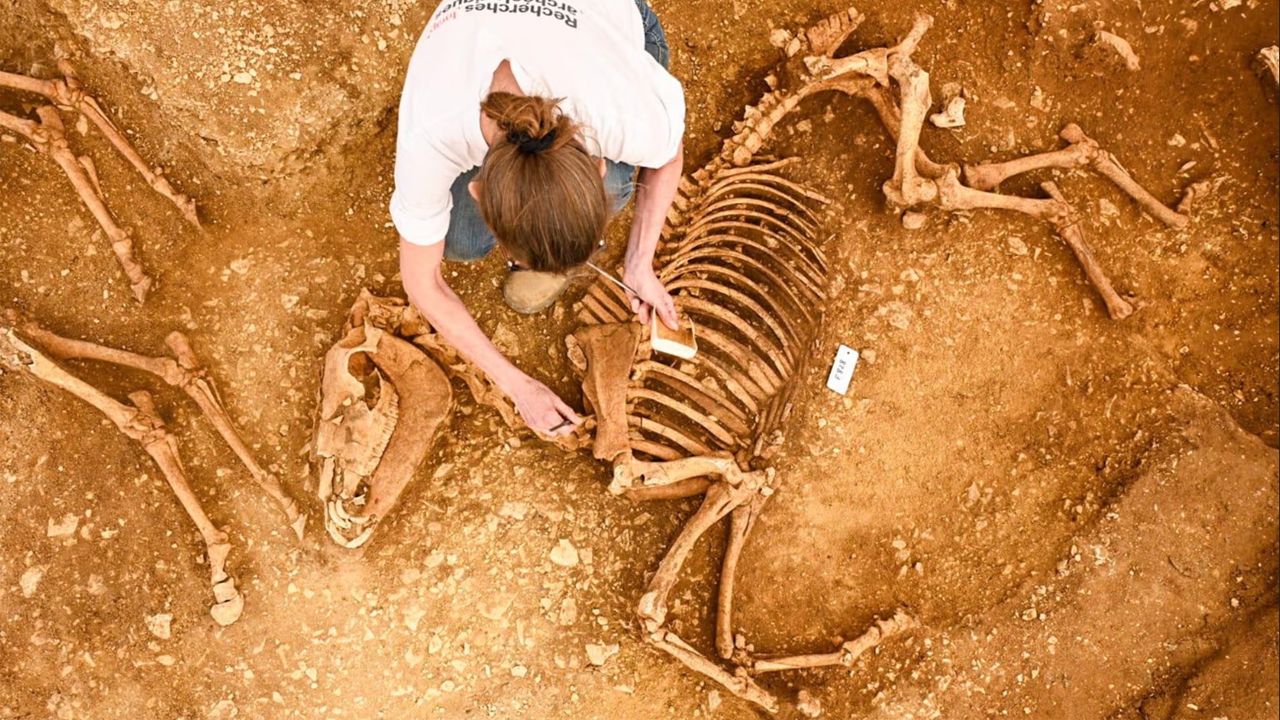 En eski hayvan mezarlarından biri! Fransa&#039;da 2 bin yıllık at fosilleri ortaya çıktı