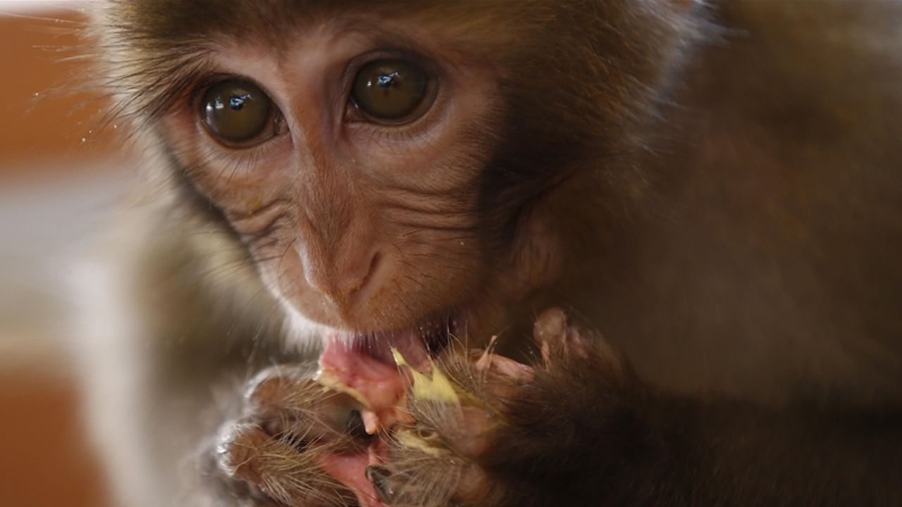 'Uluyan maymun' ölümleri arttı, sayı 150'yi aştı! Bakanlıktan açıklama geldi - Dünya