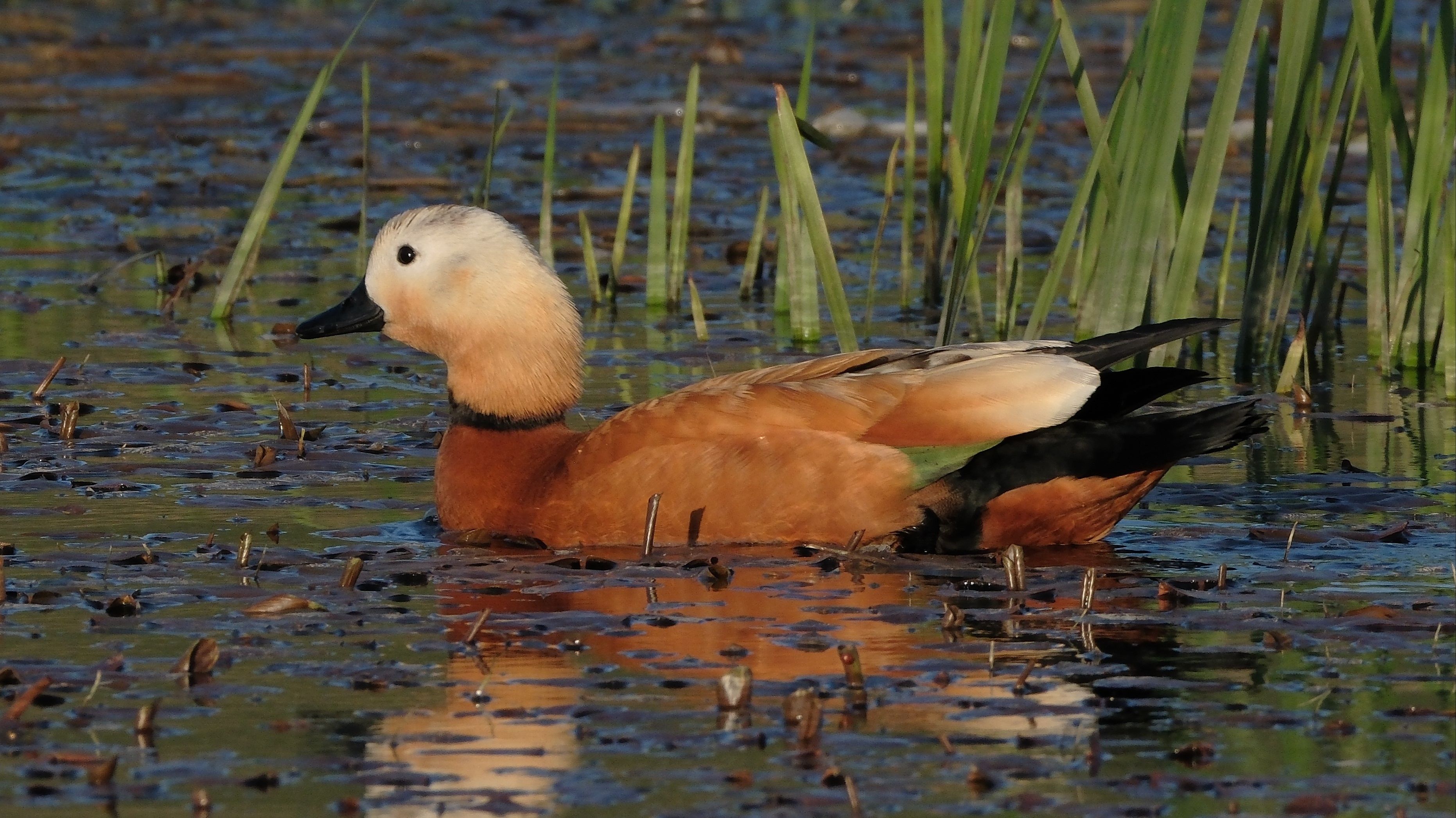 Angut kuşuna uydu vericisi takıldı, rotası baş döndürdü - 1. Resim