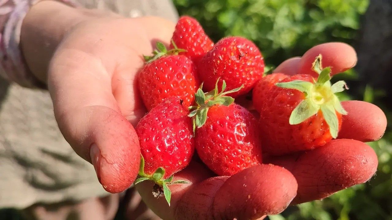 Önce kiraz şimdi çilek! Fiyat düştü, üreticiler toplamaktan vazgeçti - 3. Resim