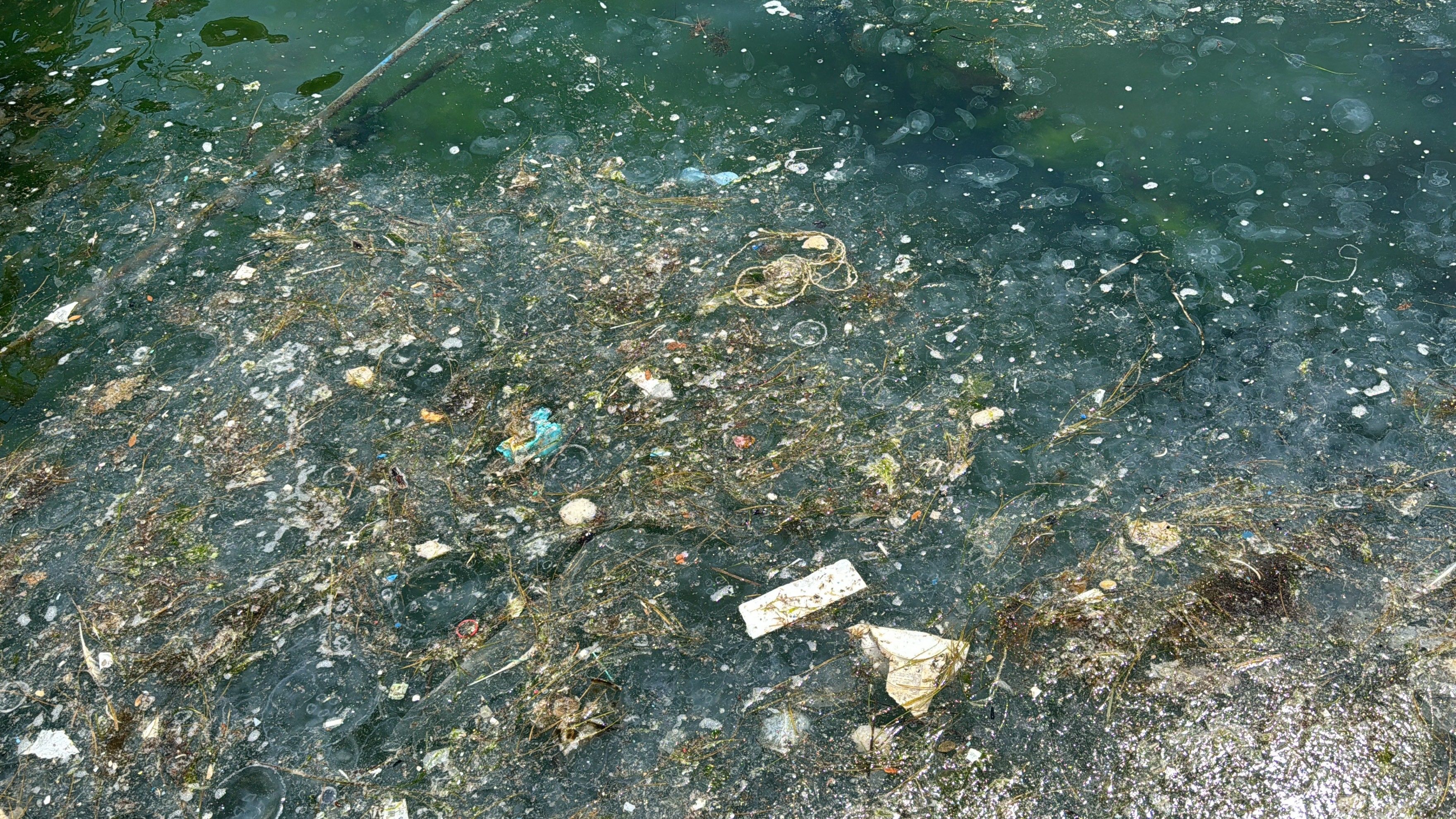 Sarıyer sahili müsilajdan geçilmiyor! Vatandaşı çileden çıkaran kirlilik, kimsenin umurunda değil - 3. Resim