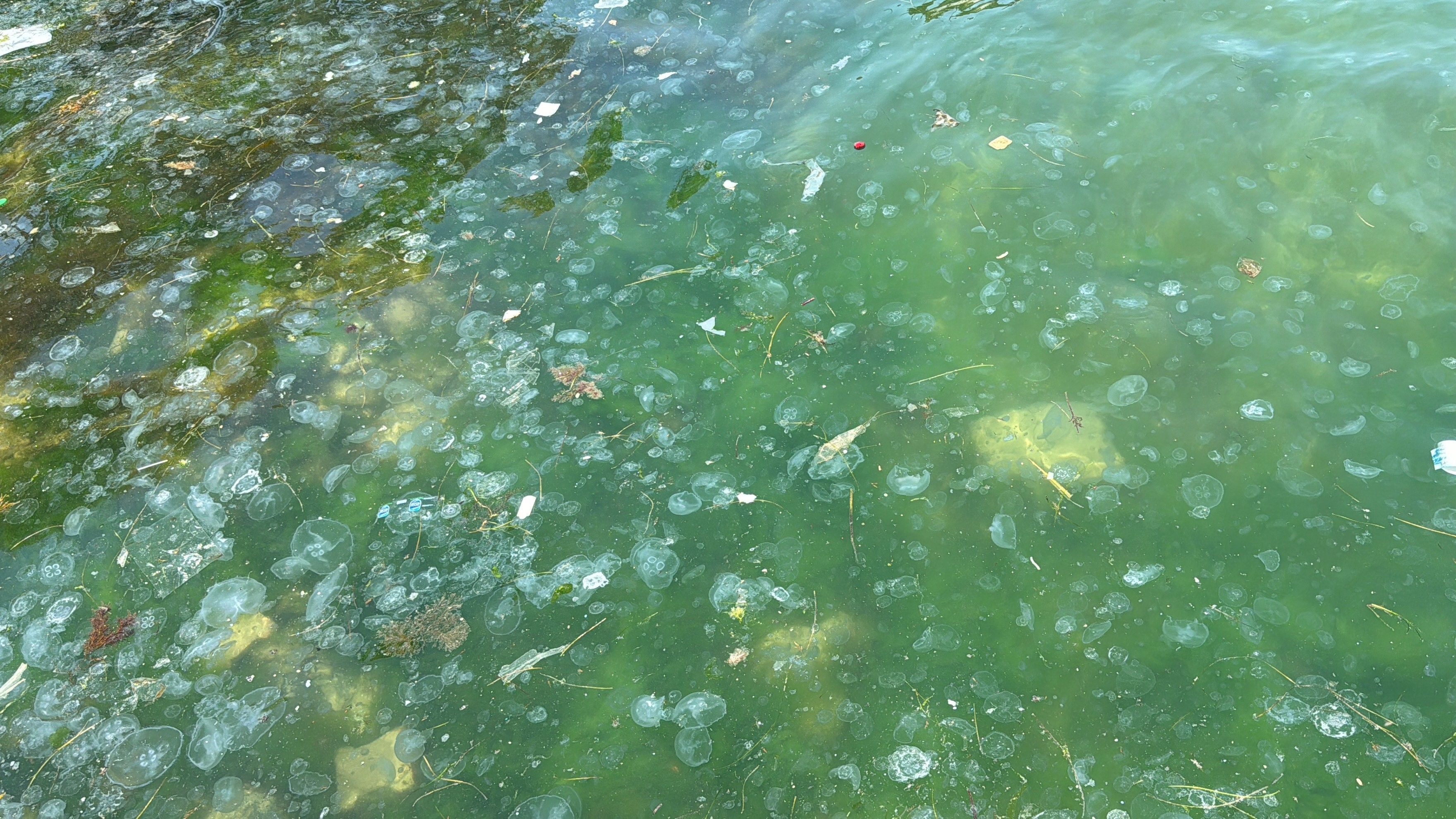 Sarıyer sahili müsilajdan geçilmiyor! Vatandaşı çileden çıkaran kirlilik, kimsenin umurunda değil - 2. Resim