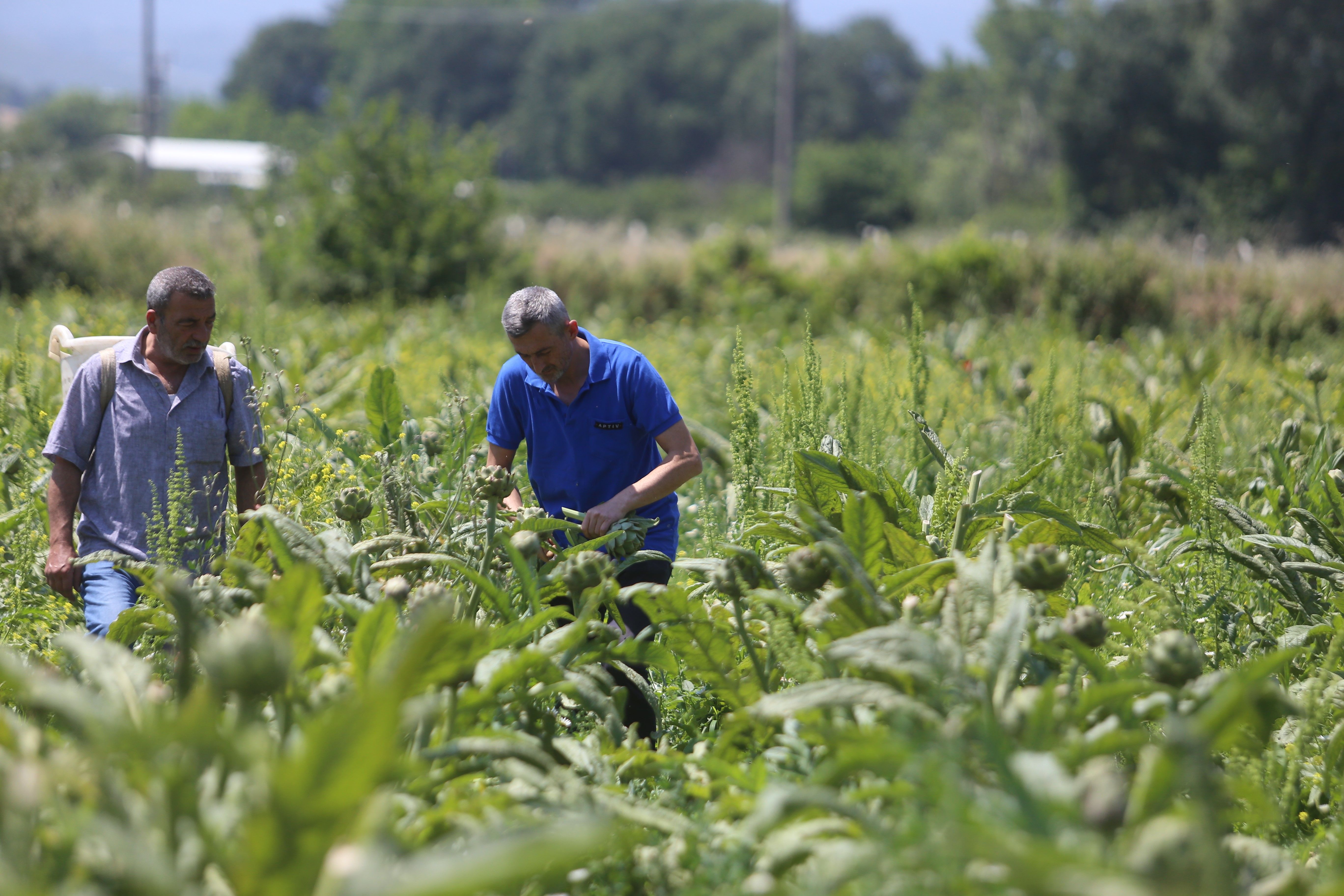 İklim krizi enginarı da vurdu: Rekoltesi d&uuml;şt&uuml;, fiyatı iki kat arttı - 3. Resim