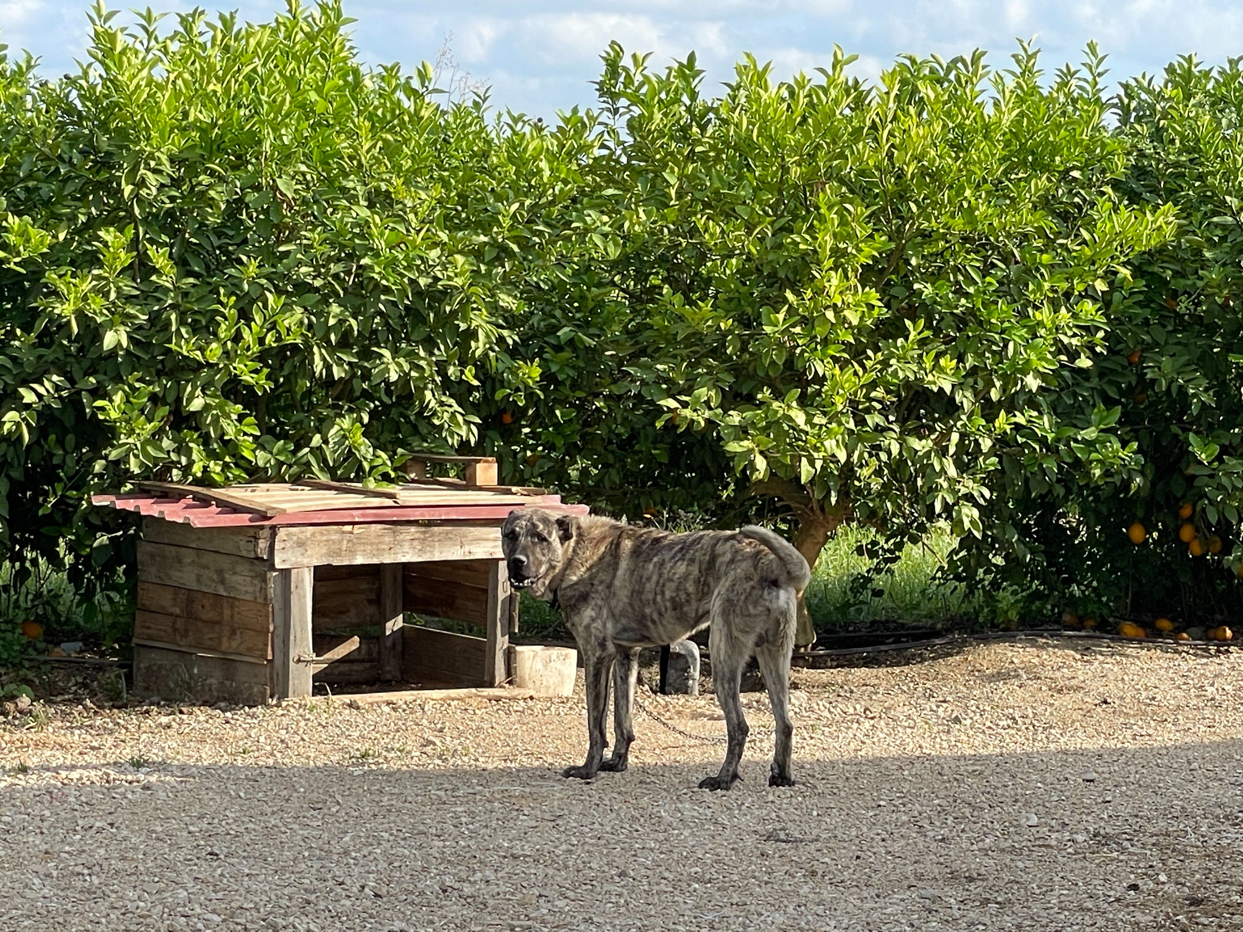 Kurbanlık hırsızlarının yöntemi "Pes" dedirtti! Sahibiyle beraber beş kangal köpeği de... - 1. Resim