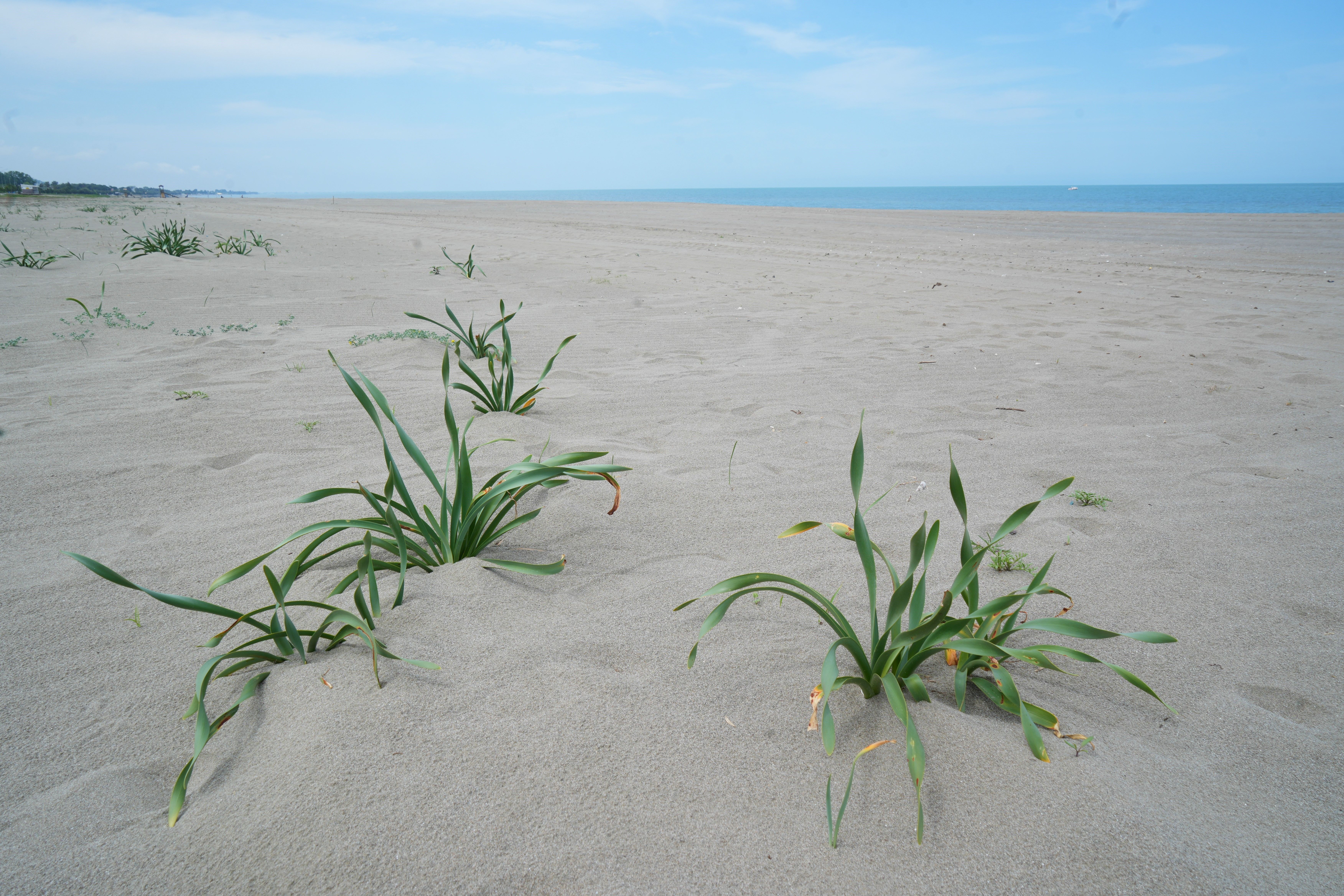Samsun'daki kum zambaklarını koparmanın cezası bir servet! Samsun'daki kum zambaklarını koparmanın cezası bir servet! - 1. Resim