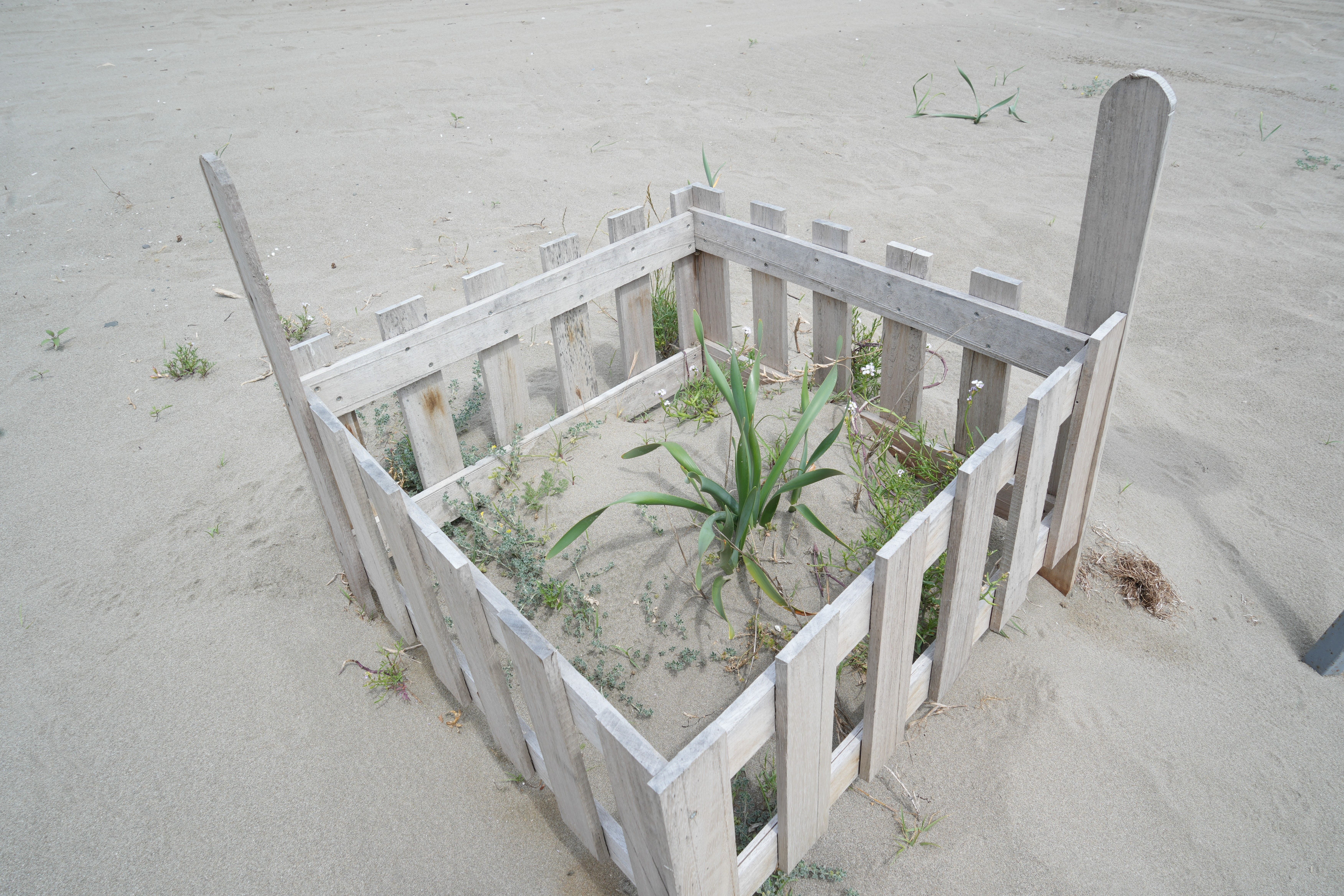 Samsun'daki kum zambaklarını koparmanın cezası bir servet! Samsun'daki kum zambaklarını koparmanın cezası bir servet! - 2. Resim