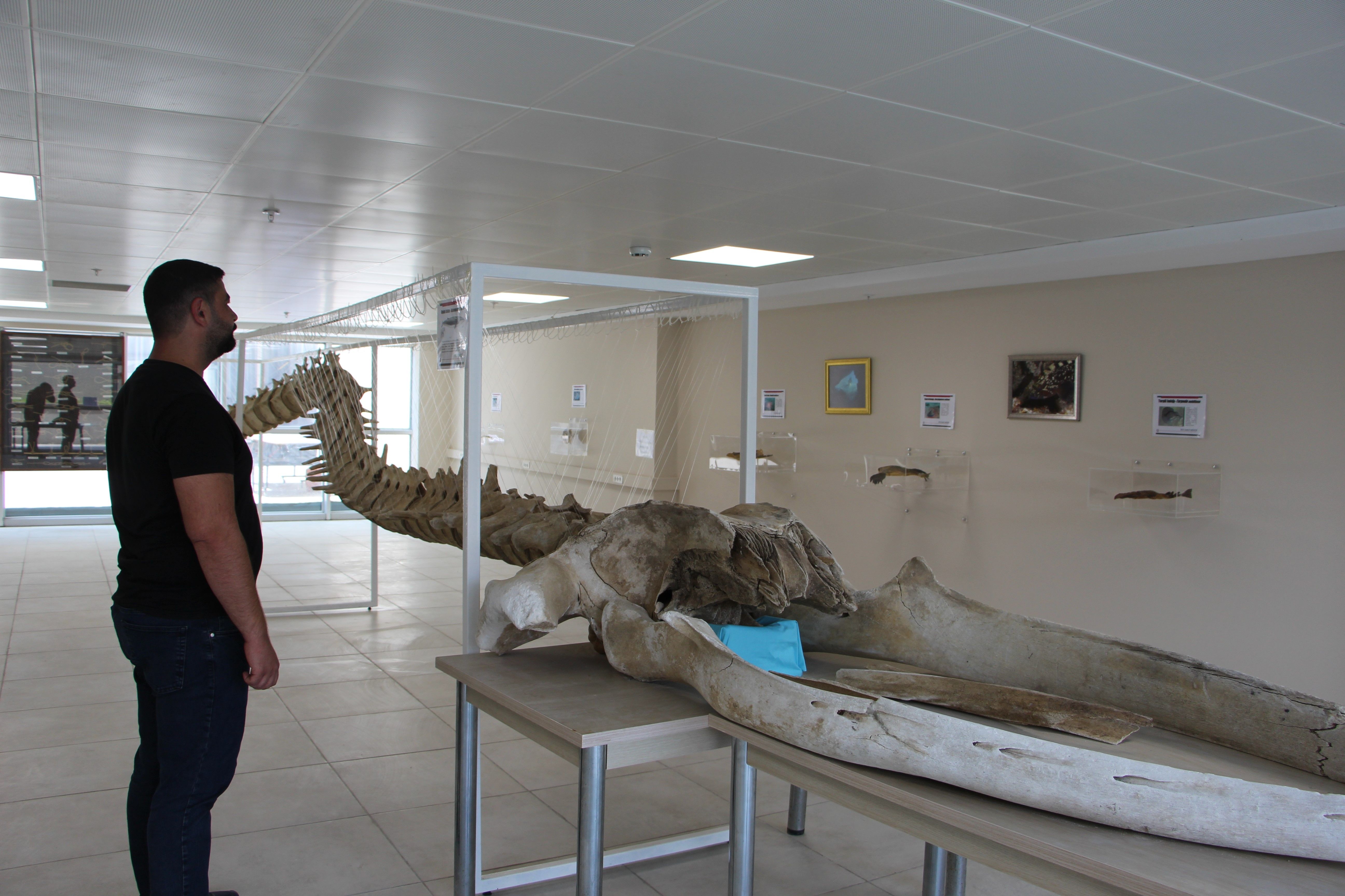 Dünyanın en büyük ikinci hayvanı! 8 yıl önce kıyıya vuran 12 metrelik balinanın iskeleti hayranlık uyandırıyor - 2. Resim
