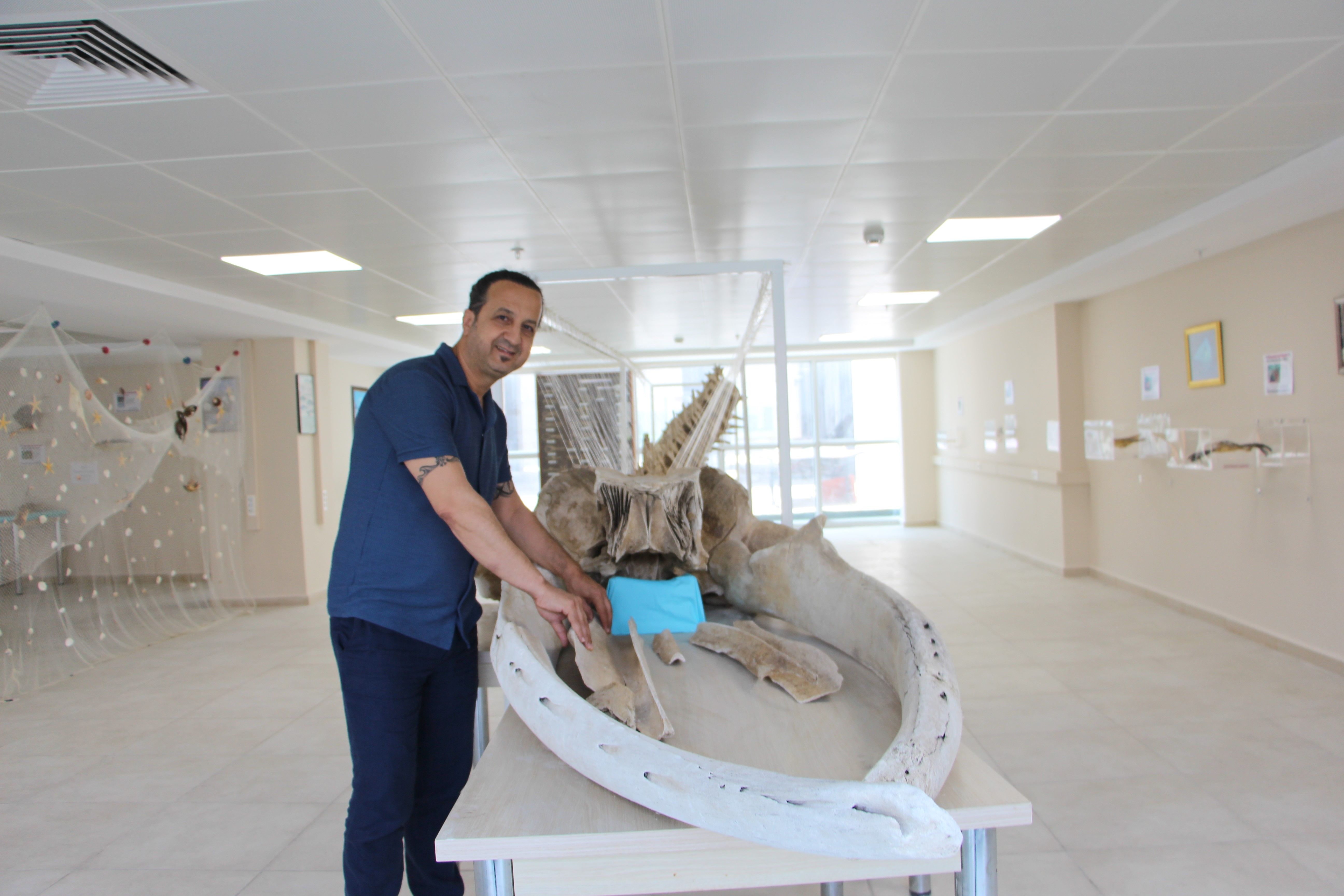 Dünyanın en büyük ikinci hayvanı! 8 yıl önce kıyıya vuran 12 metrelik balinanın iskeleti hayranlık uyandırıyor - 3. Resim