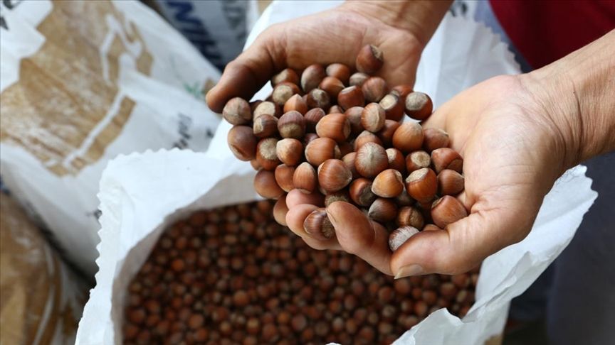 Fındıkta ihracat rekoru! 1 milyar 824 milyon doları aştı Fındıkta ihracat rekoru! 1 milyar 824 milyon doları aştı - 1. Resim