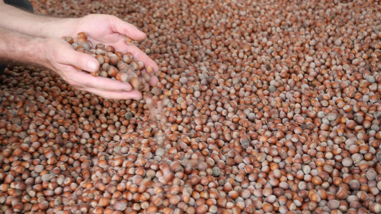 Fındıkta ihracat rekoru! 1 milyar 824 milyon doları aştı Fındıkta ihracat rekoru! 1 milyar 824 milyon doları aştı - 3. Resim