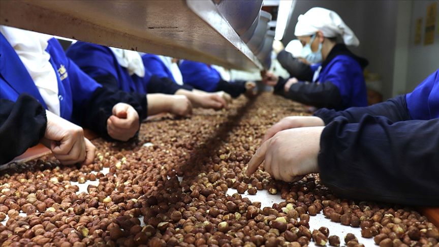 Fındıkta ihracat rekoru! 1 milyar 824 milyon doları aştı Fındıkta ihracat rekoru! 1 milyar 824 milyon doları aştı - 2. Resim