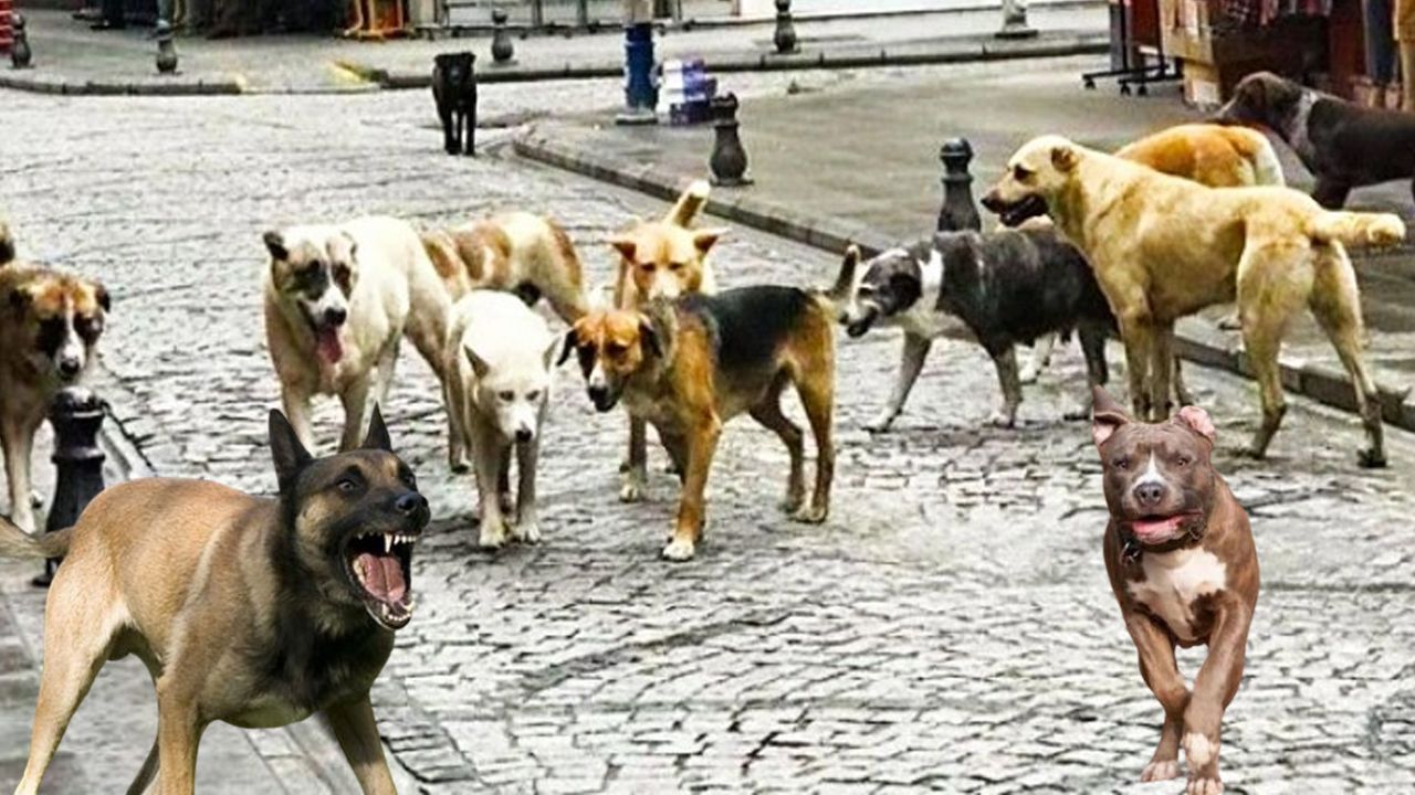 Köpeklerden bile medet umuyorlar! Türkiye’nin &#039;başıboş köpek düzenlemesine&#039; karşı algı operasyonu başlattı