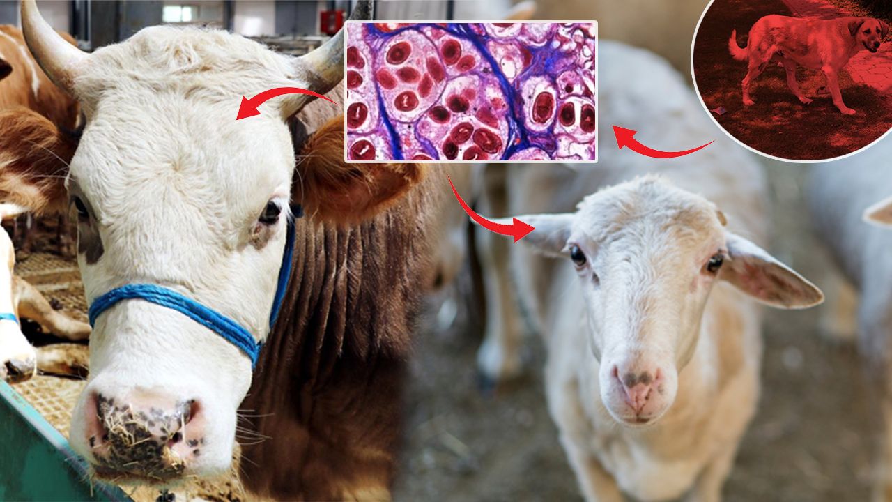 Tehlike zannettiğinizden büyük! Mikrobiyoloji uzmanı uyardı: Kist hidatik yavaş gelişir ama ölüme yol açabilir - 1. Resim